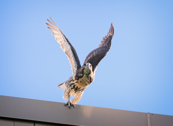 Tompkins Square hawk fledgling taking off from a roof