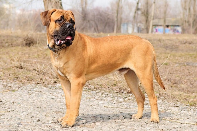 بول ماستيف Bullmastiff