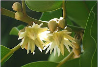 Yala Flower