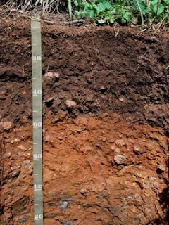 soil horizon