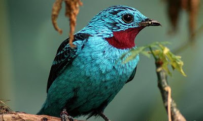 Foto: aves del Valle del Cauca colombia