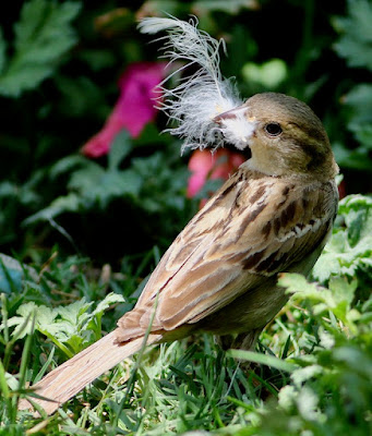 House Sparrow - with nesting naterial