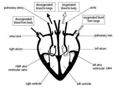 Simple heart diagram | Simple heart diagram labeled | Human heart diagram