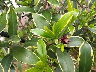 沈丁花の花の終わり