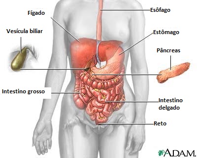 Resultado de imagem para O QUE FAZ BEM PARA O FÃGADO, FAZ BEM PARA VIDA!! - Ervas , frutas para o FÃGADO,e para a VESÃCULA BILIAR