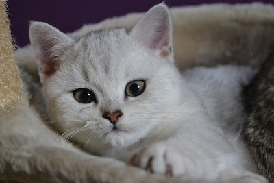 SI*Silverbuttons Chanel - Silver shaded British shorthair cat (BRI ns 11)