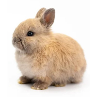 kelinci netherland dwarf cikarang rabbit