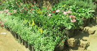 Caring-for-Ornamental-Plants-Essential-Tips-for-a-Stunning-Garden