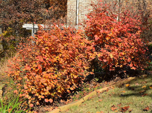 Fothergilla 'Mt. Airy' fall foliage