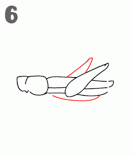كيفية رسم الجندب - الجرادة
