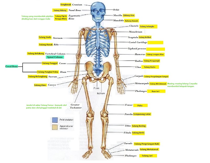 Inspirasi Top 22+ Gambar Tulang Badan