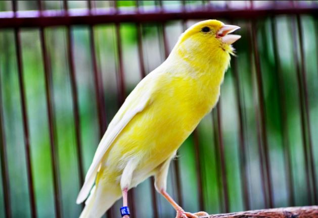 Daftar Harga Burung Kenari