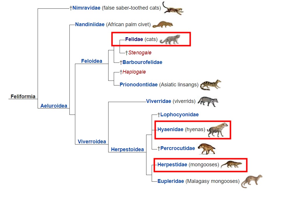 image%20(17) - 15 Animals That don't Look Similar but are Related