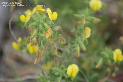 http://www.biodiversidadvirtual.org/herbarium/Ononis-natrix-L.-img168842.html