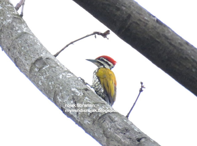 Lesser Flameback Woodpecker (male) in Bidadari