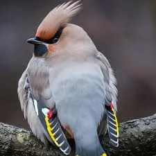 Bohemian Waxwing - The most beautiful bird pictures - The most beautiful bird pictures - NeotericIT.com