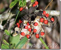 red fruits