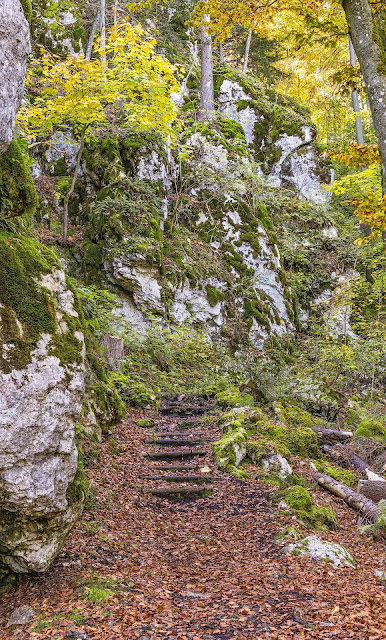 Peldaños en el bosque