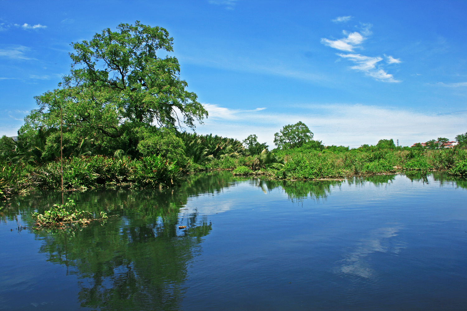 HASIMNINGSBLOG HUTAN TROPIS