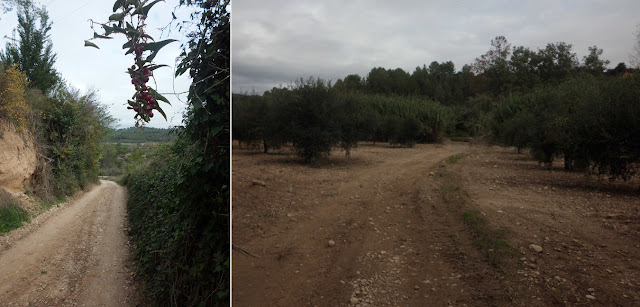 La Bisbal del Penedès a Montserrat; Camí de la Guitza en baixada cap al riu Anoia