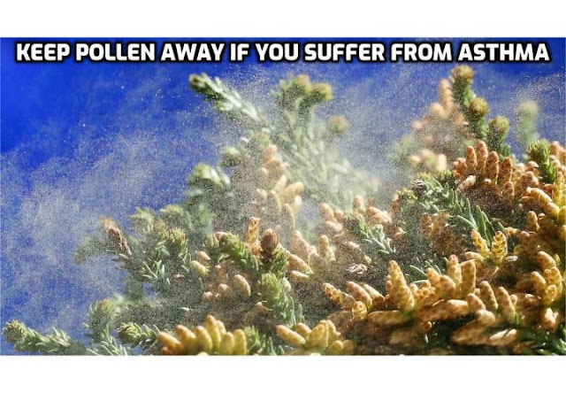 Things to Prevent Asthma Attacks –  Pollen is one of the most powerful allergens. It is well known that most of the times when asthmatic people come in contact with pollen they suffer from asthma attacks. This is why, it is necessary to avoid, as much as possible any exposure to this substance.