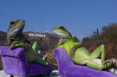 Funny Lizards - Relax like Lizards, Amazing Photos...