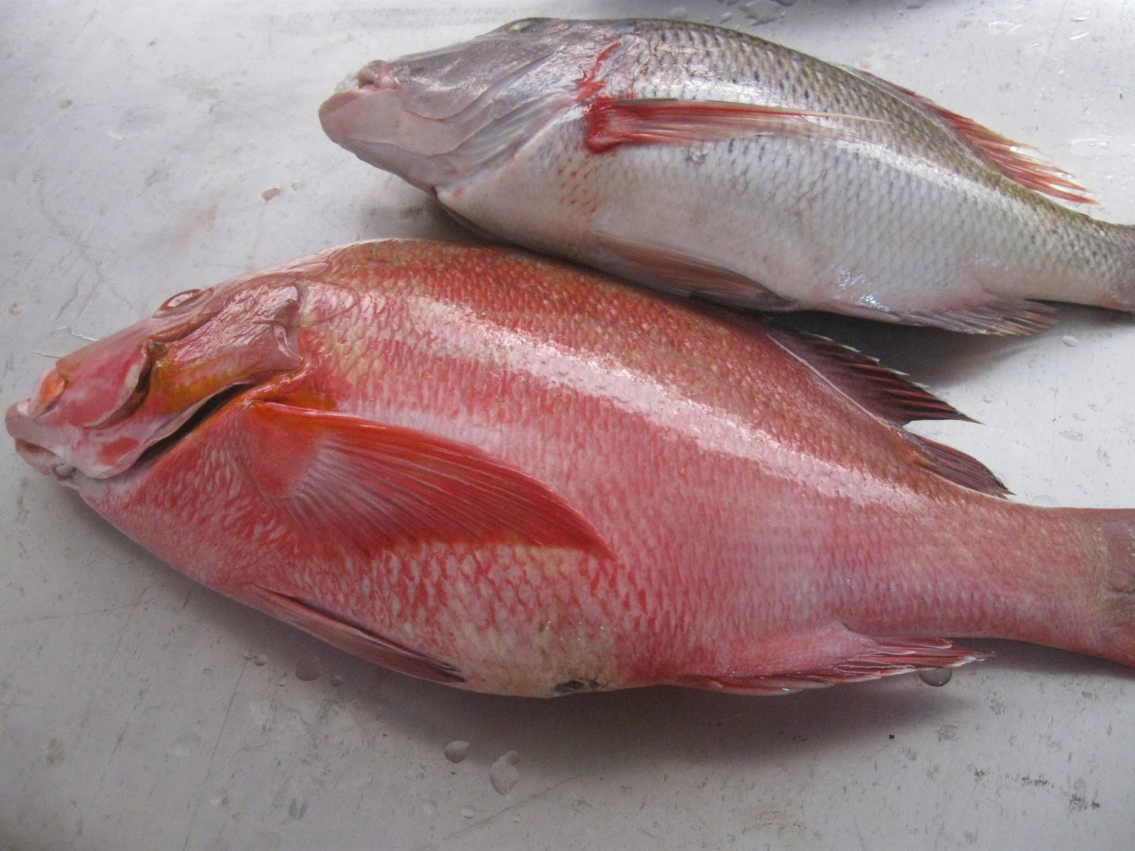 Kariakoo Market Corporation: SAMAKI WABICHI WANAPATIKAN ...