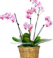 Logo Palmolive vi regala una pianta di Orchidea