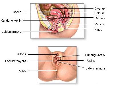 Dapatkan Informasi Beragam Masalah Kesehatan Pada Wanita Disini RAGAM 