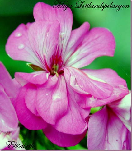 Pelargoner juli og aug-10 151