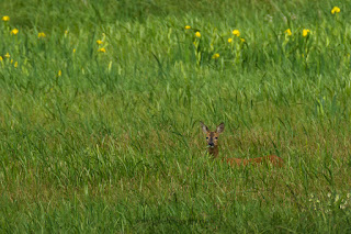 Wildlifefotografie Naturfotografie Lippeaue