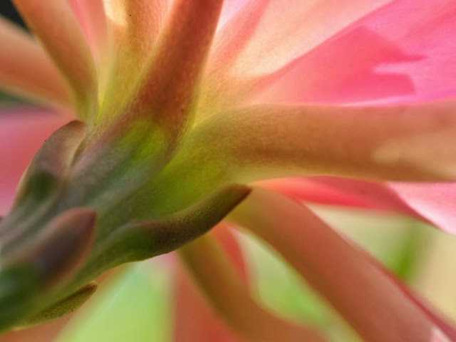 pink succulent flower image by melforrest