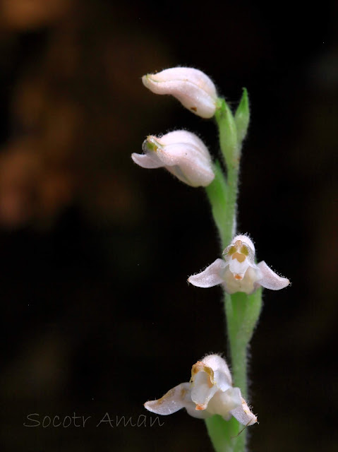 Goodyera schlechtendaliana