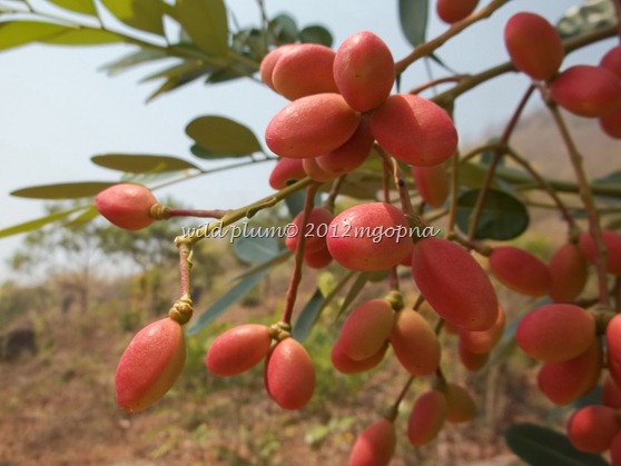 wild plum