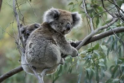 Klasifikasi Koala ( Phascolarctos cinereus)