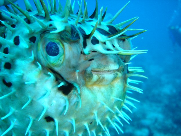 puffer fish 