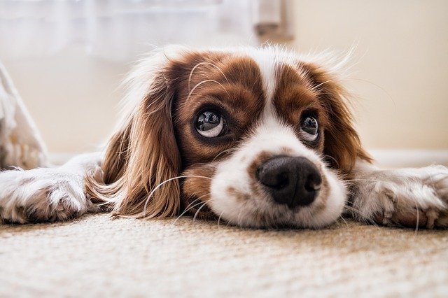 Communiqué : « Festival de la viande de chien à Yulin : la cruauté sans limite ! »