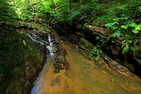 water flowing through jungle stream