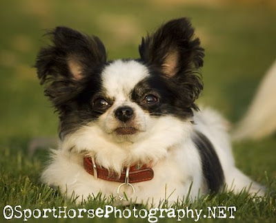 long haired chihuahua. long haired chihuahua black