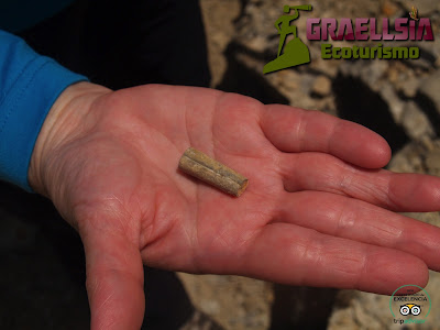 Fósiles en la Sierra de Albarracín