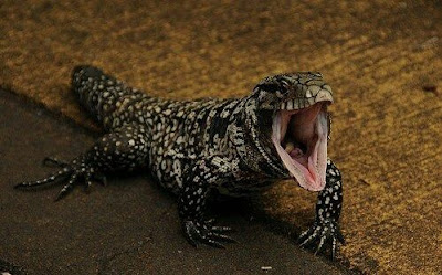 Argentine Black and White Tegu