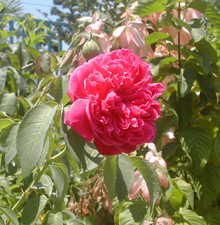 rose, La Ceiba, Honduras