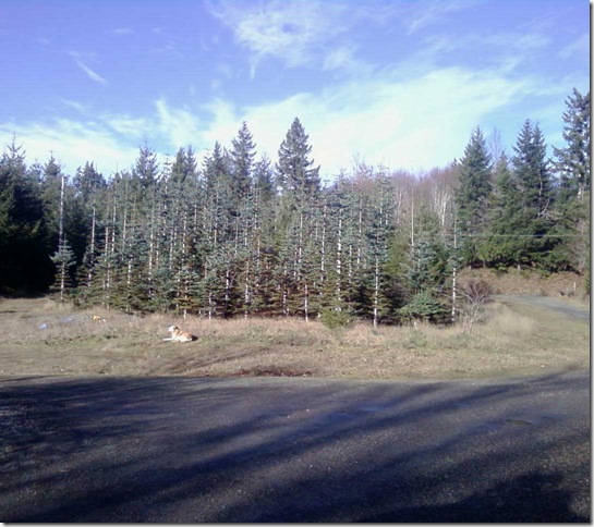Christmas-tree-11-01