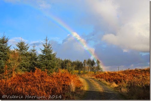 11-rainbow