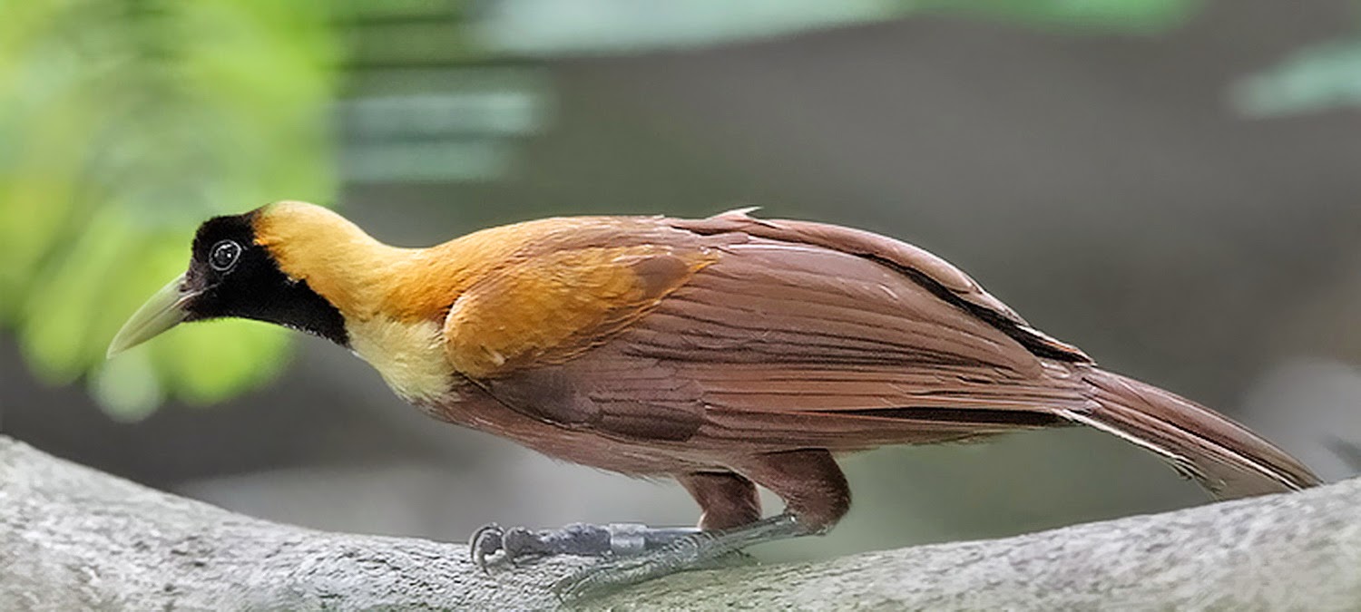 Ini 7 Jenis Burung dari Surga yang Terindah Sejagat One 