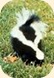 skunk