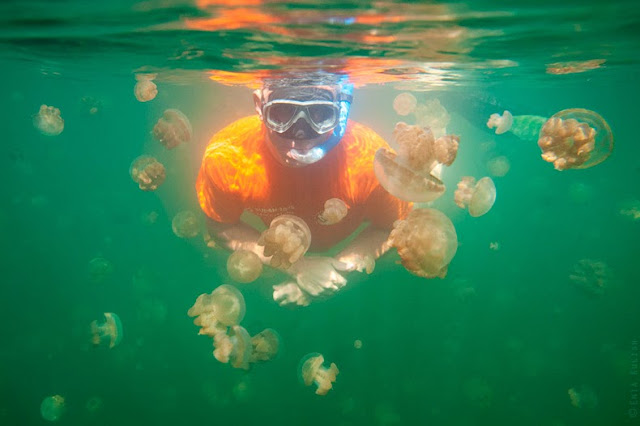 El Lago de las Medusas en Palau