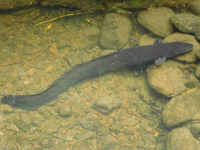 C133_NZ NI Mt Bruce Wildlife Centre_2018-04-27_DSCN9161