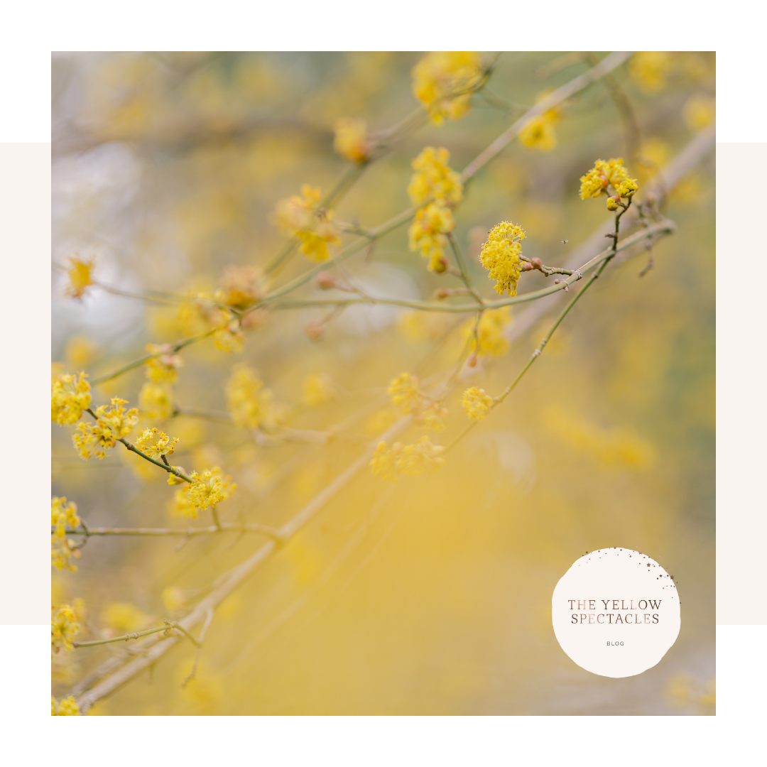 yellow flowers