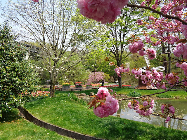 花の谷の八重桜が満開